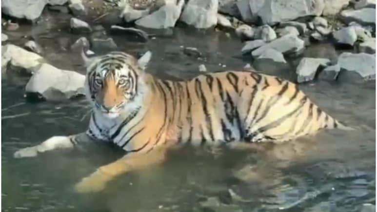Rajasthan: रणथंभौर टाइगर रिजर्व में बड़ा खतरा, 65 करोड़ का सर्विलांस सिस्टम ठप, बाघों की सुरक्षा खतरे में