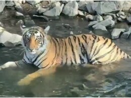 Rajasthan: रणथंभौर टाइगर रिजर्व में बड़ा खतरा, 65 करोड़ का सर्विलांस सिस्टम ठप, बाघों की सुरक्षा खतरे में Rajasthan: रणथंभौर टाइगर रिजर्व में बड़ा खतरा, 65 करोड़ का सर्विलांस सिस्टम ठप, बाघों की सुरक्षा खतरे में