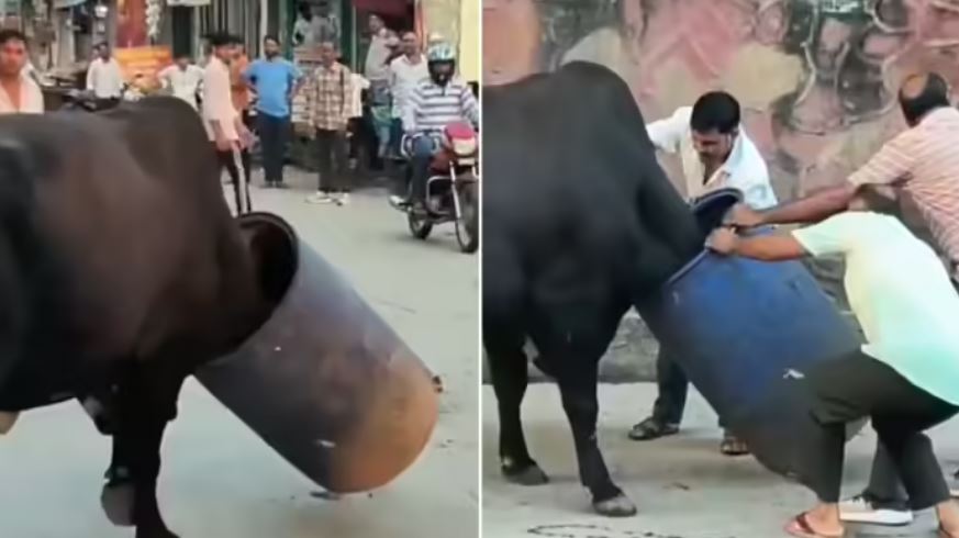 मुंह से गर्दन तक नीला ड्रम फंसाकर सड़क पर बेतहाशा घूम रहा था सांड, हथोड़े मारकर बाहर निकालने की गई कोशिश
