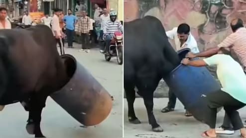 मुंह से गर्दन तक नीला ड्रम फंसाकर सड़क पर बेतहाशा घूम रहा था सांड, हथोड़े मारकर बाहर निकालने की गई कोशिश