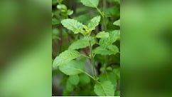 ठंड में तुलसी की पत्ती खाने से कौन सी बीमारी ठीक होती है, जानें फायदे और इस्तेमाल का तरीका