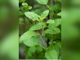 ठंड में तुलसी की पत्ती खाने से कौन सी बीमारी ठीक होती है, जानें फायदे और इस्तेमाल का तरीका