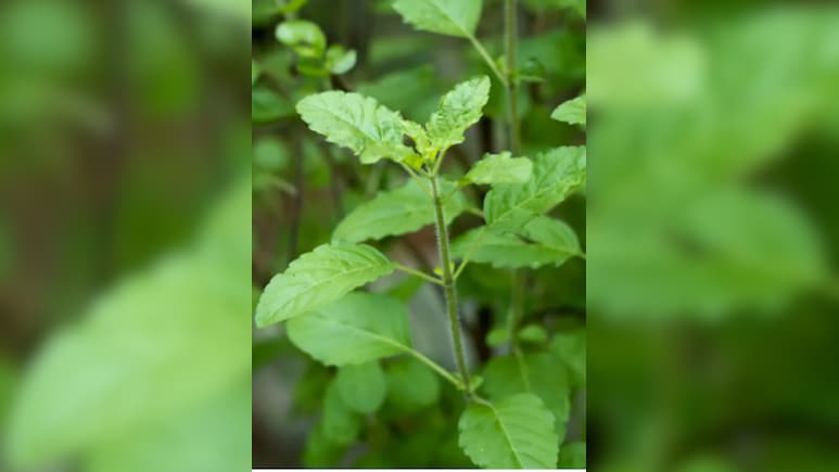 ठंड में तुलसी की पत्ती खाने से कौन सी बीमारी ठीक होती है, जानें फायदे और इस्तेमाल का तरीका