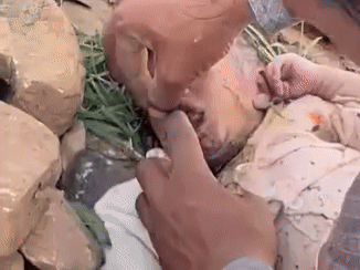 Rajasthan: 15 दिन के मासूम के मुंह में डाला पत्थर... लगाया फेवीक्विक, जंगल में पत्थर के नीचे फेंका गया