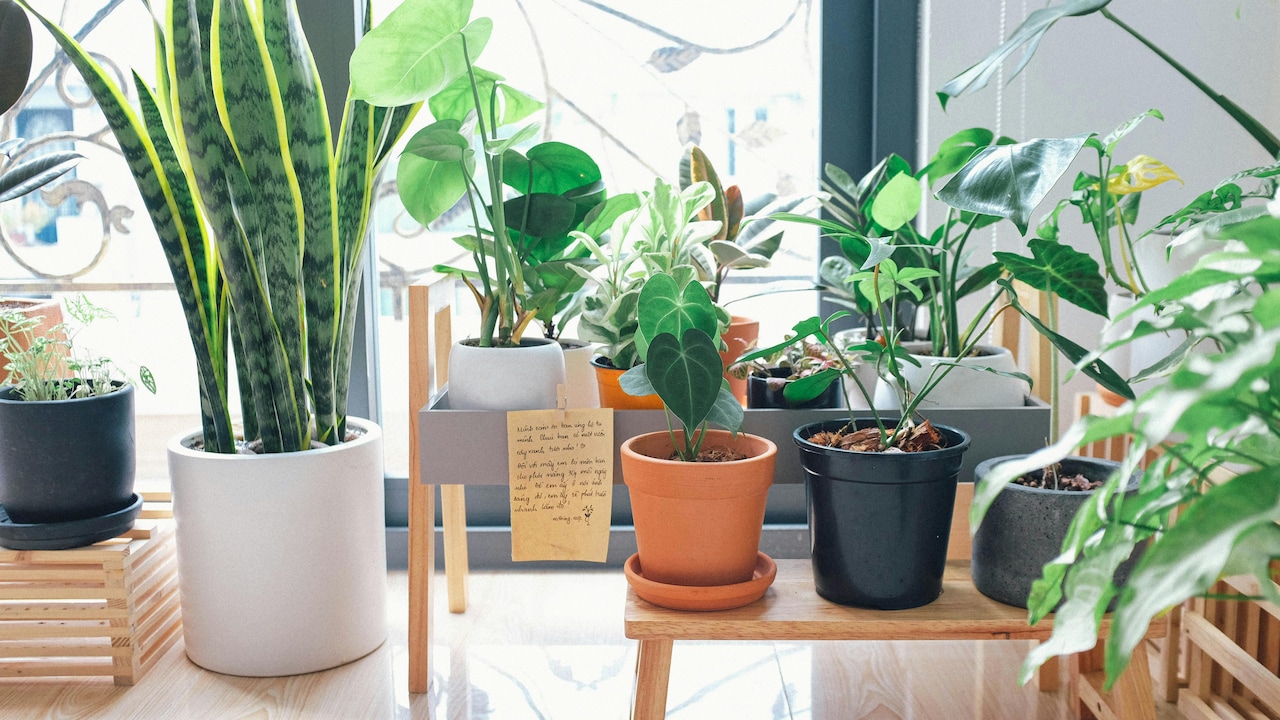 World Ozone Day 2025: How do budget indoor plants improve air quality at home