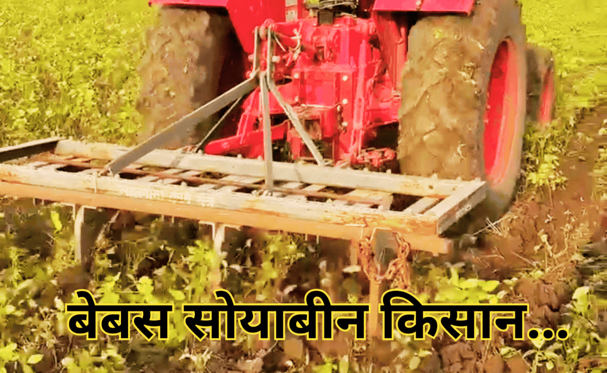 Soybean Crops: नाराज किसानों ने खड़ी फसल पर चलाया ट्रैक्टर, सरकार और बीमा कंपनियों पर लगाया ये गंभीर आरोप
