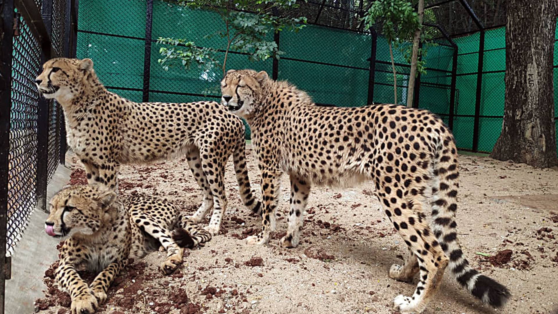 New Batch Of Cheetahs Likely In India By December
