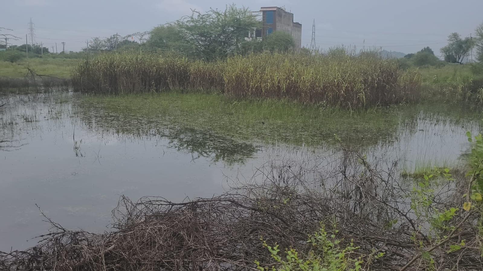 फसलों में भरा पानी. फसलों में भरा पानी.