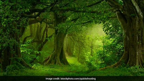 पश्चिमी चम्पारण में थारू समुदाय का अनोखा पर्व ,48 घंटे का ‘ग्रीन लॉकडाउन’, 400 साल पुरानी परंपरा आज भी जिंदा