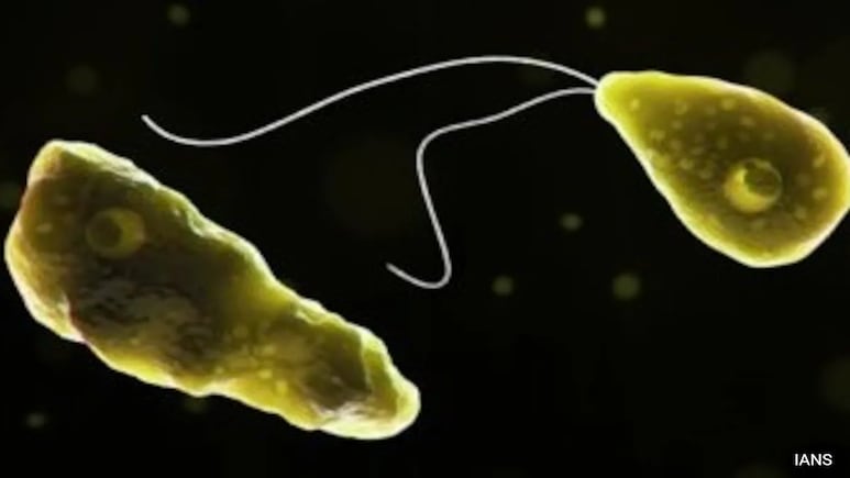 "Ship Has Already Sunk": Kerala Assembly Sees Clash Over Amoebic Brain Fever Issue "Ship Has Already Sunk": Kerala Assembly Sees Clash Over Amoebic Brain Fever Issue