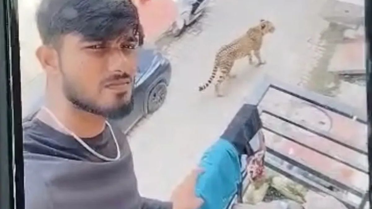 After Scare Over Leopards In Lucknow's Posh Areas, An AI Twist