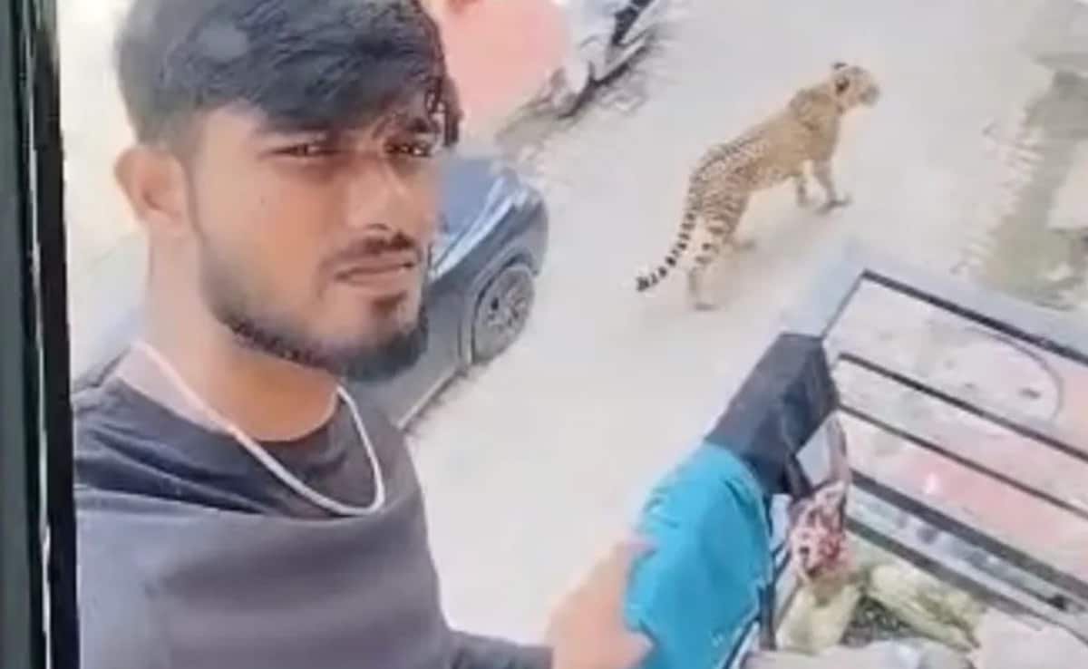 After Scare Over Leopards In Lucknow's Posh Areas, An AI Twist