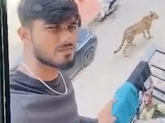 After Scare Over Leopards In Lucknow's Posh Areas, An AI Twist
