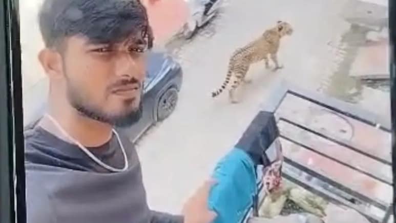 After Scare Over Leopards In Lucknow's Posh Areas, An AI Twist