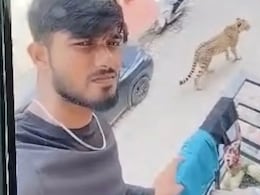 After Scare Over Leopards In Lucknow's Posh Areas, An AI Twist After Scare Over Leopards In Lucknow's Posh Areas, An AI Twist