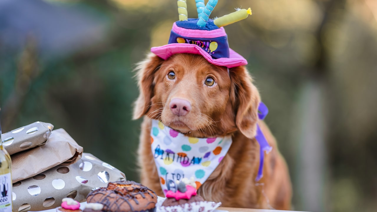 Which pet toys and beds make the best birthday gifts for your pets
