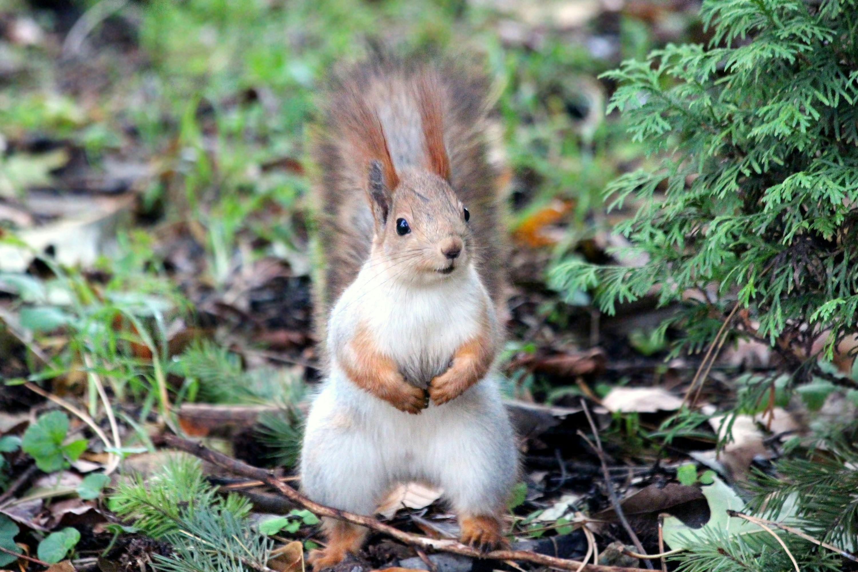 'Bloodthirsty' Squirrel Terrorises US City, Hospitalises 2 Locals