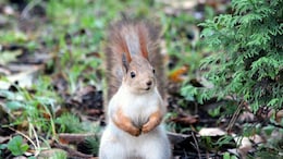 'Bloodthirsty' Squirrel Terrorises US City, Hospitalises Locals: 'I Was Full Of Blood'