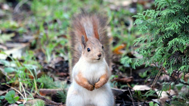 'Bloodthirsty' Squirrel Terrorises US City, Hospitalises Locals: 'I Was Full Of Blood'