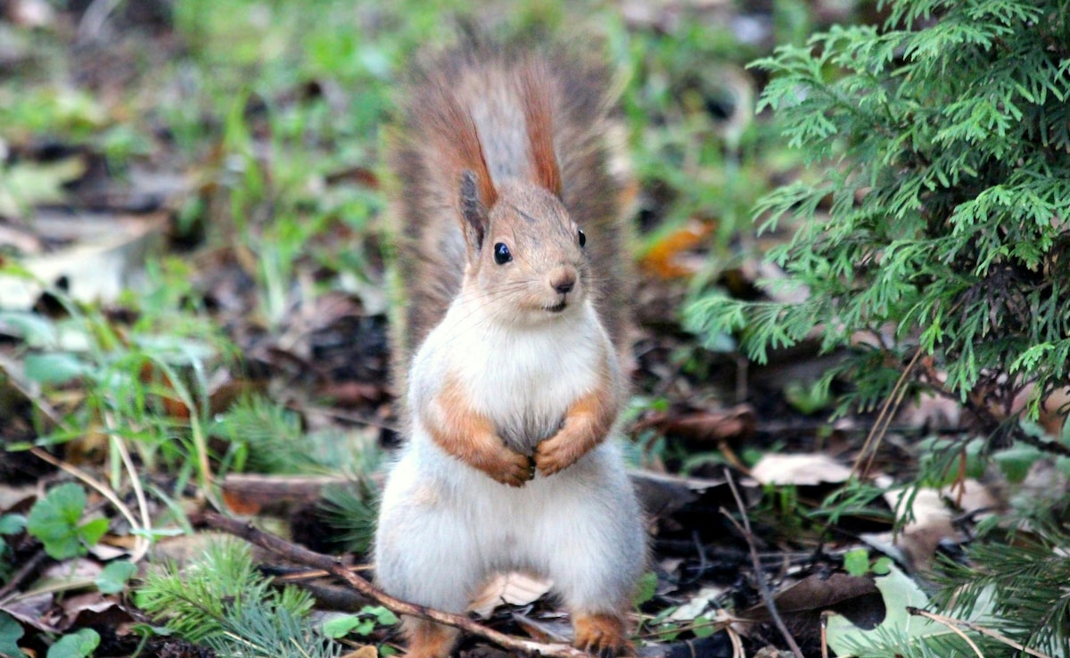 'Bloodthirsty' Squirrel Terrorises US City, Hospitalises Locals: 'I Was Full Of Blood'