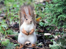 'Bloodthirsty' Squirrel Terrorises US City, Hospitalises Locals: 'I Was Full Of Blood' 'Bloodthirsty' Squirrel Terrorises US City, Hospitalises Locals: 'I Was Full Of Blood'