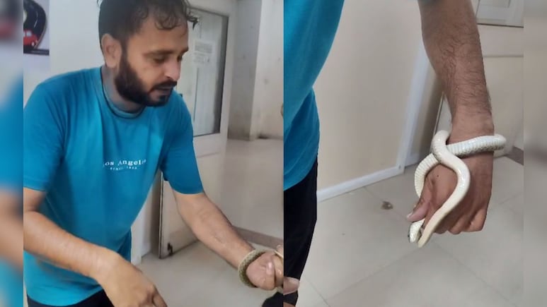 सांप ने काटा तो उसे पकड़कर अस्पताल पहुंचा युवक, डॉक्टर से इलाज करने को कहा सांप ने काटा तो उसे पकड़कर अस्पताल पहुंचा युवक, डॉक्टर से इलाज करने को कहा