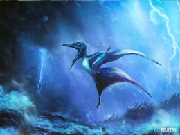 Fossils Tell Story Of Baby Flying Reptiles Doomed By Tropical Storms Fossils Tell Story Of Baby Flying Reptiles Doomed By Tropical Storms