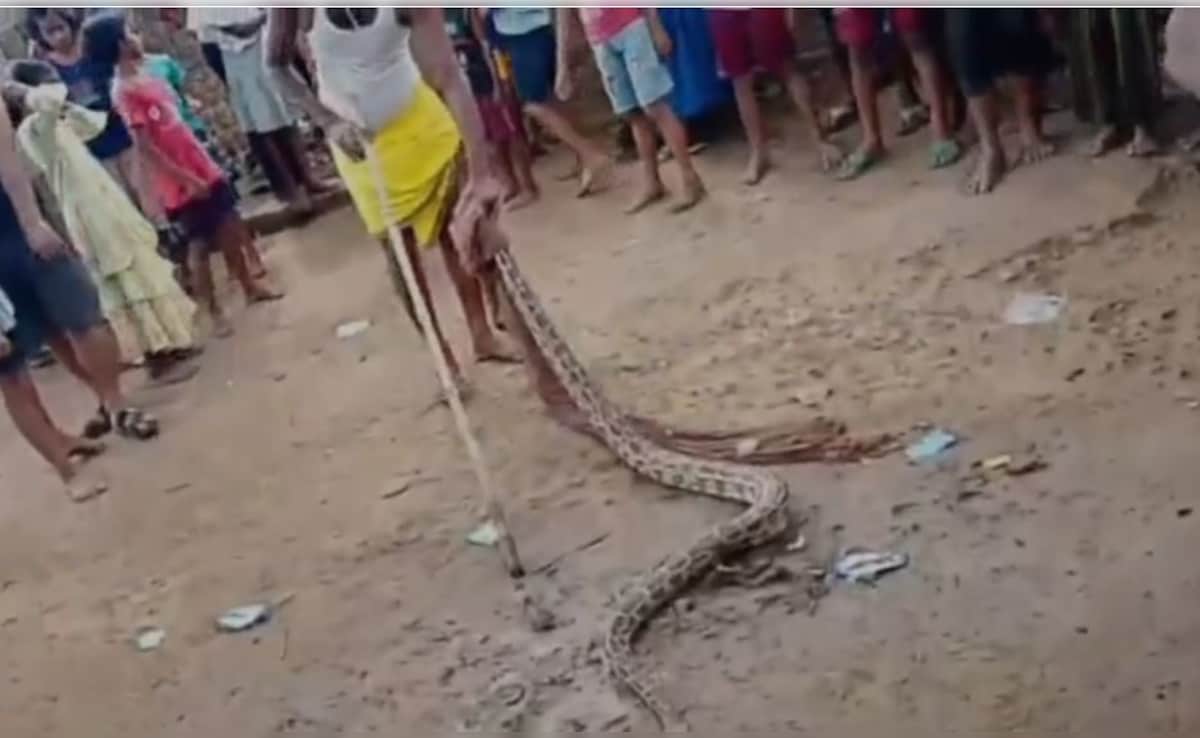 VIDEO: बिहार के बांका में घर के छप्पर पर मिला अजगर, ग्रामीणों में दहशत ...