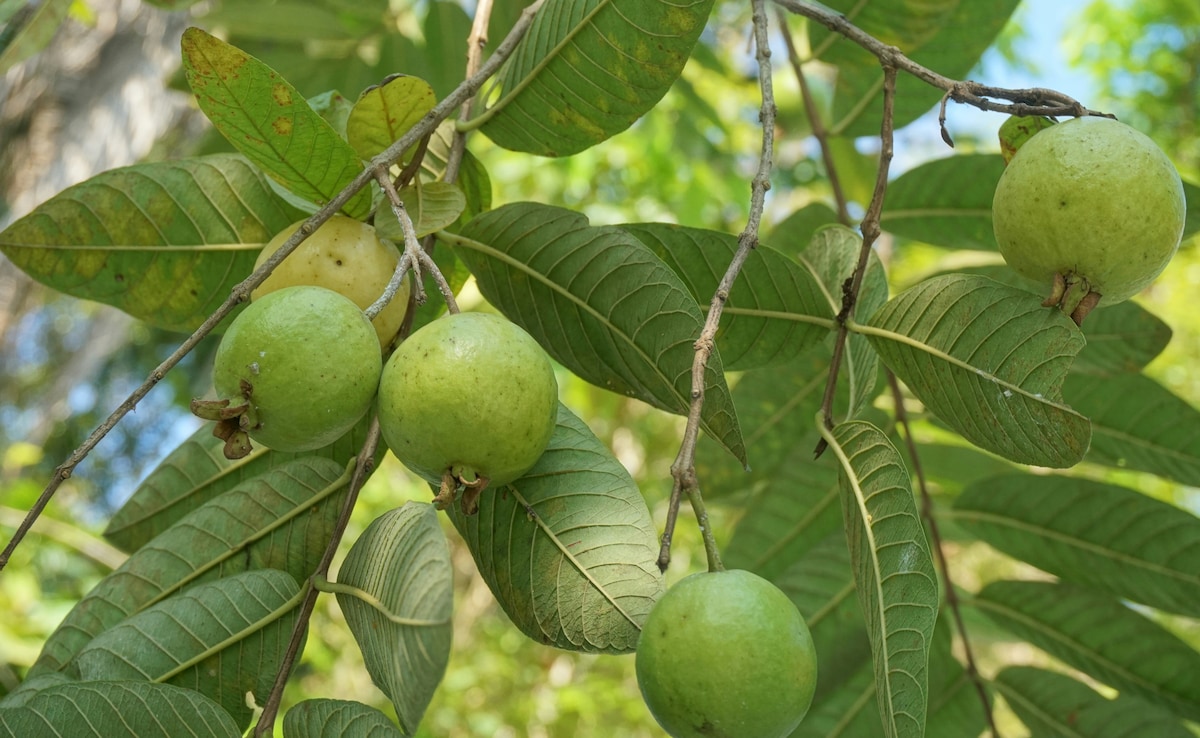 Latest and Breaking News on NDTV