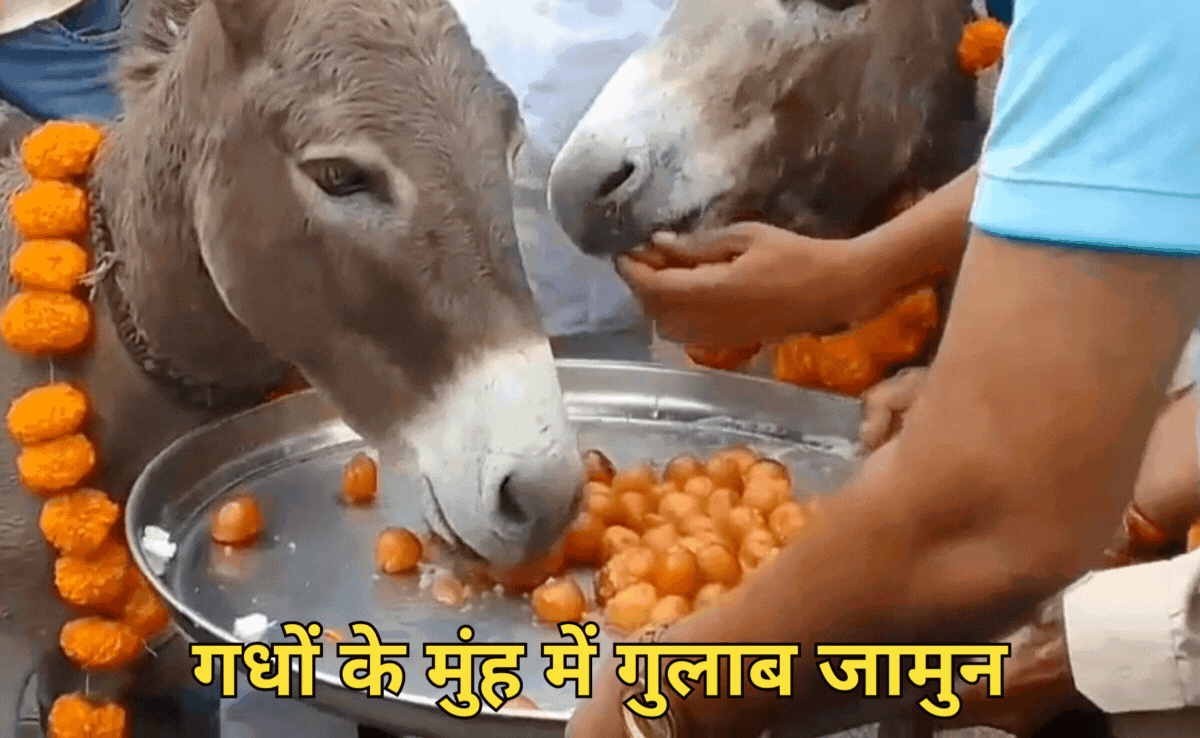 Viral Video: पूरी हुई मन्नत तो गधों को थाल में परोसा गया गुलाब जामुन, वायरल हो रहा वीडियो