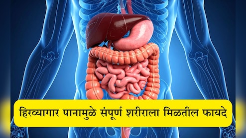 Betel Leaves Benefits: 5 रुपयांचे हिरवेगार पान तुमच्यासाठी अमृतासमान ठरेल, वर्षानुवर्षे शरीर राहील तरुण Betel Leaves Benefits: 5 रुपयांचे हिरवेगार पान तुमच्यासाठी अमृतासमान ठरेल, वर्षानुवर्षे शरीर राहील तरुण