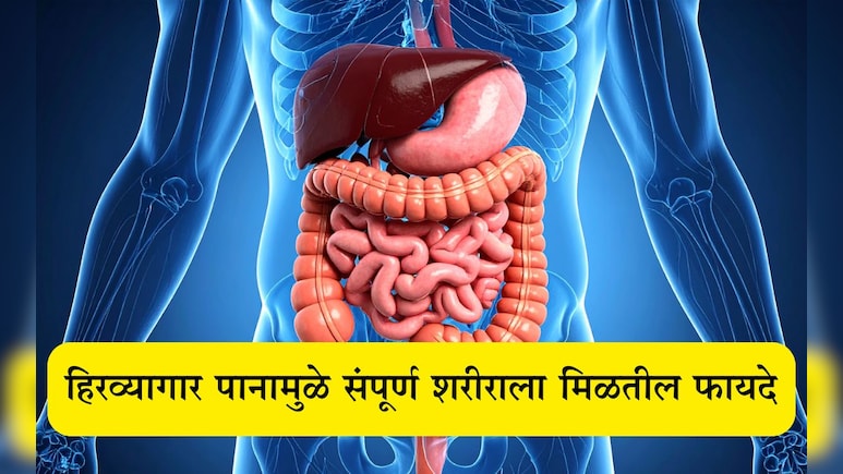 Betel Leaves Benefits: 5 रुपयांचे हिरवेगार पान तुमच्यासाठी अमृतासमान ठरेल, वर्षानुवर्षे शरीर राहील तरुण Betel Leaves Benefits: 5 रुपयांचे हिरवेगार पान तुमच्यासाठी अमृतासमान ठरेल, वर्षानुवर्षे शरीर राहील तरुण