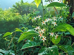 पारिजात वृक्ष: स्वर्ग का अनमोल उपहार, औषधि का खजाना 