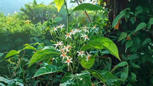 पारिजात वृक्ष: स्वर्ग का अनमोल उपहार, औषधि का खजाना 