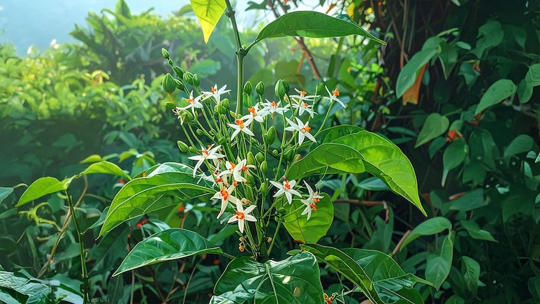 पारिजात वृक्ष: स्वर्ग का अनमोल उपहार, औषधि का खजाना पारिजात वृक्ष: स्वर्ग का अनमोल उपहार, औषधि का खजाना