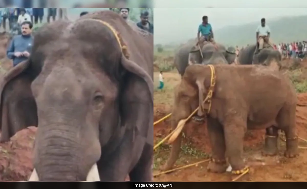 Male Wild Elephant 'Rolex' Causing Crop Damage Caught And Sent To Camp, Video Viral