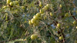 What Happens When You Have Amla Every Day