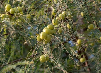 What Happens When You Have Amla Every Day