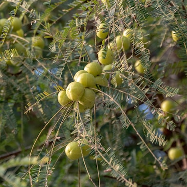 exotic plants dillingen Mammoth Long Island Dill, Packet (500 Seeds)