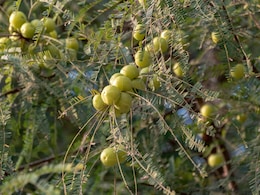 What Happens When You Have Amla Every Day What Happens When You Have Amla Every Day