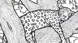 Optical illusion Test :  झाडावर बिबट्या दिसतोय? पण एक मासाही लपलाय, दिसला नसेल तर क्लिक करून बघा