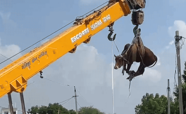 Rajasthan: दो मंजिला इमारत की छत पर चढ़ा सांड, क्रेन की मदद से बांधकर नीचे उतारा