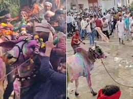 राजस्थान: 500 साल पुरानी परंपरा, बैलों को शराब पिलाकर कराई जाती है रेस, स्पेन की बुल रेस इसके आगे कुछ नहीं राजस्थान: 500 साल पुरानी परंपरा, बैलों को शराब पिलाकर कराई जाती है रेस, स्पेन की बुल रेस इसके आगे कुछ नहीं