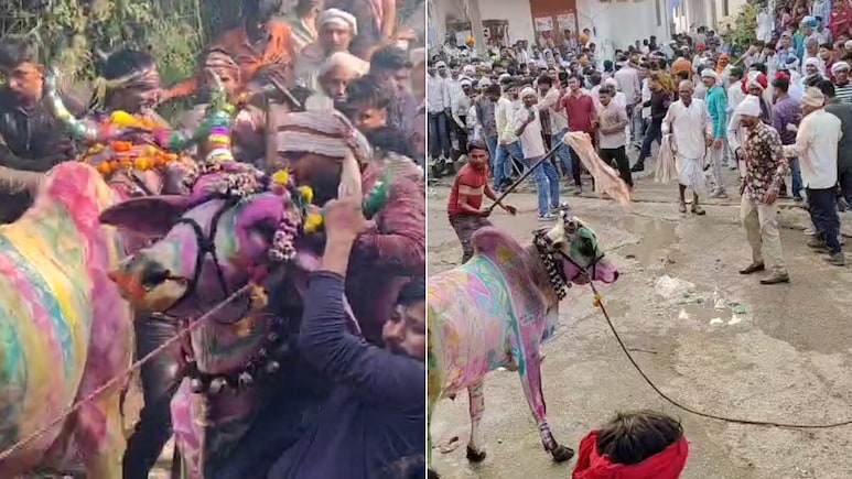 राजस्थान: 500 साल पुरानी परंपरा, बैलों को शराब पिलाकर कराई जाती है रेस, स्पेन की बुल रेस इसके आगे कुछ नहीं राजस्थान: 500 साल पुरानी परंपरा, बैलों को शराब पिलाकर कराई जाती है रेस, स्पेन की बुल रेस इसके आगे कुछ नहीं