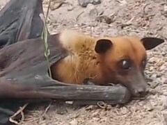 5 फुट के पंख, कुत्ते जैसा मुंह! राजस्थान में मिले विशाल चमगादड़ से लोग हैरान, देखिए