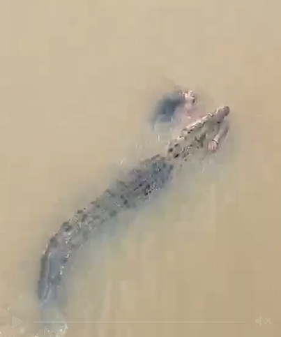 Video: Crocodile Drags Odisha Woman Into River