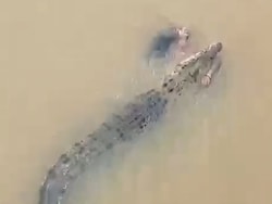 Video: Crocodile Drags Odisha Woman Into River