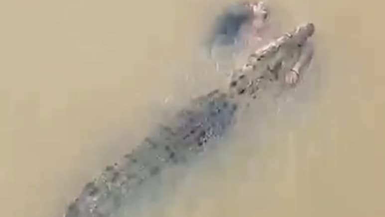 Video: Crocodile Drags Odisha Woman Into River