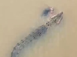Video: Crocodile Drags Odisha Woman Into River Video: Crocodile Drags Odisha Woman Into River