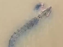 Video: Crocodile Drags Odisha Woman Into River